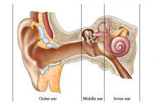 Anatomie oor